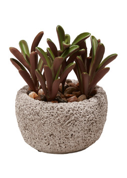Matalan Succulent in Rock Pot £8