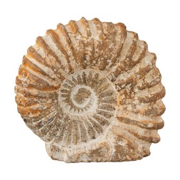 Cosy Collected Stone Shell Fossil 90 Mill Years Old Morocco £24.99, €36.99