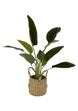 Homesense-fake plant &pound;19.99 (RRP &pound;XX)