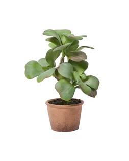 Stemmed Succulent Artificial Plant