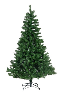 Royal Fir 6ft