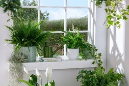 New year houseplants