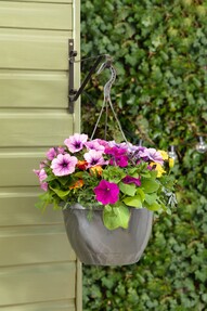 https://dc-42351dc5a6b3.prshots.es/contents/archives/3552/1530/images/thumb350x287_auto/dobbies-garden-centres_2-for-gbp15-spring-hanging-pots-lifestyle_b1462_thumb.jpg