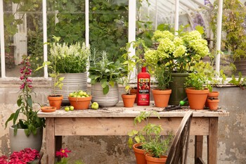 https://dc-42351dc5a6b3.prshots.es/contents/archives/3552/1530/images/thumb350x287_auto/dobbies_garden_centres_summer-prestonhall-gyo-tomato-lifestyles__bb818_thumb.jpg