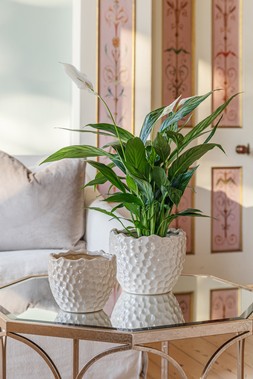 KEW BOTANICAL TEXTURED WHITE PLANTER &pound;17.99 - &pound;29.99