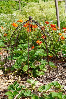 OUTDOOR WIRE NETTED PLANT PROTECTOR BRONZE H55CM W47CM &pound;49.99