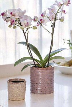 Chambray Reactive Rustic Ivory Planter H7cm D7cm &pound;3.99 1