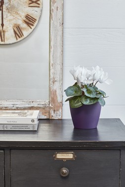 Cyclamen Planter Purple H16cm D19cm &pound;12.99