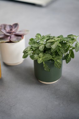 ENOS POT GREEN H7.5CM D7CM &pound;3.99