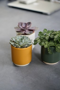 ENOS POT in GREEN, MUSTARD & WHITE H7.5CM D7CM &pound;3.99