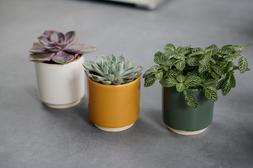 ENOS POT in GREEN, MUSTARD & WHITE H7.5CM D7CM &pound;3.99