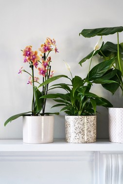 Lazzaro Sage Foliage Planter H13cm D15cm &pound;11.99 1
