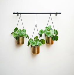 Linear Hanging Planters 81cm Black And Gold (13.5cm Int. Dia) &pound;94.99