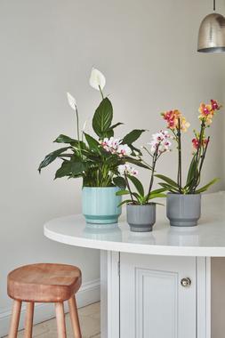 Mia Pebble Planter H11cm D11cm &pound;7.99