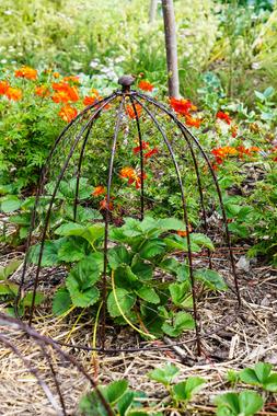 OUTDOOR WIRE NETTED PLANT PROTECTOR BRONZE H48CM W36CM