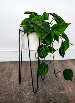 Pianta Stand In Black H25cm D17cm &pound;14.99