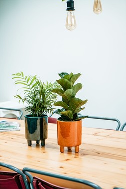 Pisa Mustard Planter H19cm D16cm &pound;29.99 9