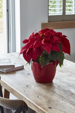 Poinsettia Planter Bordeaux H12cm D13cm &pound;7.99