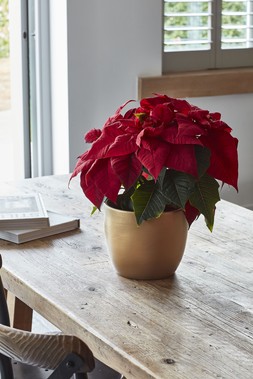 Poinsettia Planter Brushed Gold H12cm D13cm &pound;7.99