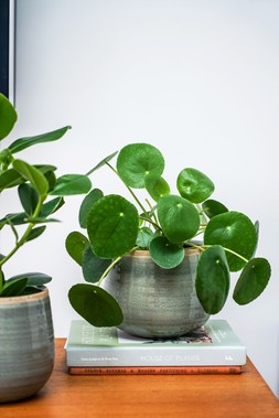 POT COMO MINT H17CM D21CM &pound;24.99