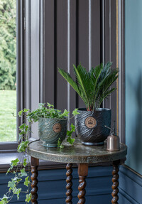 https://dc-42351dc5a6b3.prshots.es/contents/archives/3698/1568/images/thumb350x287_auto/ivyline-kew-leaf-embosed-moss-cork-planter-h18cm-d18cm-29.99-kew_3f9f9_thumb.jpg