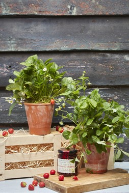 The Wild Strawberry Crate