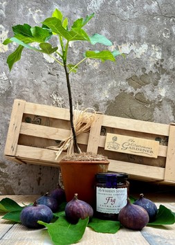 Give a Fig Crate
