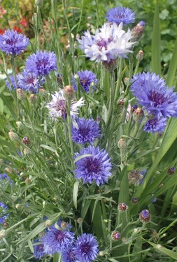 Cornflower