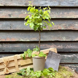 The Quince Crate
