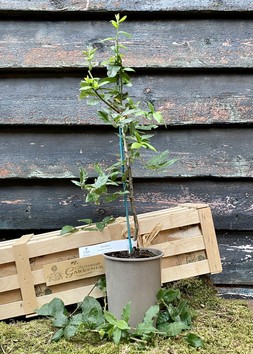 The Medlar Tree Crate