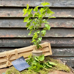 Round The Mulberry Bush New Baby Gift