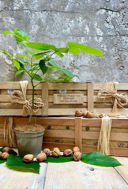 The Christening Crate