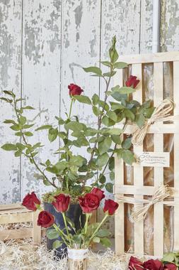 Valentines Day Rose Gift