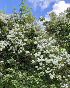 https://dc-42351dc5a6b3.prshots.es/contents/archives/4061/1655/images/thumb350x287_auto/the-gluttonous-gardener-d158b272-0772-40a3-bb4c-4ab43f30bbf4.jpe_71c8c_thumb.jpg