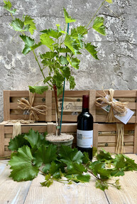 https://dc-42351dc5a6b3.prshots.es/contents/archives/4061/1655/images/thumb350x287_auto/the-gluttonous-gardener-img-6511_thumb.jpg