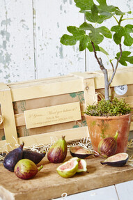 https://dc-42351dc5a6b3.prshots.es/contents/archives/4061/1655/images/thumb350x287_auto/the_gluttonous_gardener_5th-wedding-anniversary-personalised-fig_8d2e2_thumb.jpg