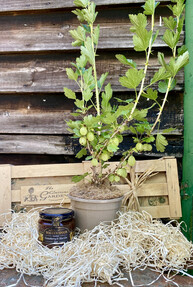 https://dc-42351dc5a6b3.prshots.es/contents/archives/4061/1655/images/thumb350x287_auto/the_gluttonous_gardener_the-gooseberry-gift-crate_thumb.jpg