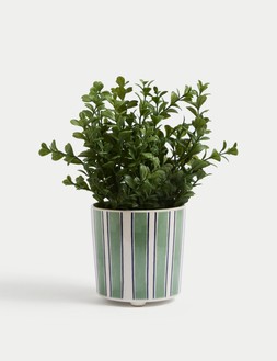 MOSS & SWEETPEA Artificial Boxwood Plant in Ceramic Pot &pound;15